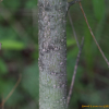 육지꽃버들(Salix schwerinii E.L.Wolf) : 산들꽃