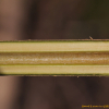 당개나리(Forsythia suspensa (Thunb.) Vahl) : 산들꽃