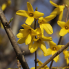 당개나리(Forsythia suspensa (Thunb.) Vahl) : 산들꽃