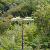 왜우산풀(Pleurospermum uralense Hoffm.) : 바지랑대