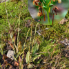 해오라비난초(Habenaria radiata (Thunb. ex Murray) Spreng.) : 곰배령