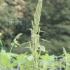 털비름(Amaranthus retroflexus L.) : 청암