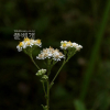 옹굿나물(Aster fastigiatus Fisch.) : 무심거사