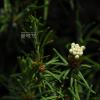 좁은백산차(Ledum palustre var. decumbens Aiton) : 설뫼*