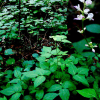 도둑놈의갈고리(Hylodesmum podocarpum (DC.) H.Ohashi & R.R.Mill subsp. oxyphyllum (DC.) H.Ohashi & R.R.Mill) : 버들피리