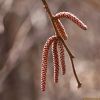 참개암나무(Corylus sieboldiana Blume) : 추풍