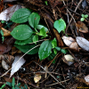 흑난초(Liparis nervosa (Thunb.) Lindl.) : 오솔