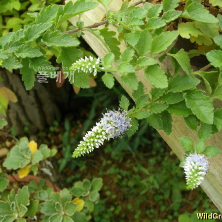 봉래꼬리풀(Pseudolysimachion kiusianum (Furumi) Holub subsp. kiusianum (Furumi) T.Yamaz. var. diamantiacum (Nakai) T.Yamaz.) : 꽃천사