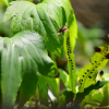 다시마일엽초(Lepisorus annuifrons (Makino) Ching) : 통통배