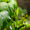 다시마일엽초(Lepisorus annuifrons (Makino) Ching) : 통통배