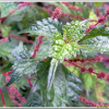 좀깨잎나무(Boehmeria spicata (Thunb.) Thunb.) : 들꽃사랑