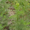재쑥(Descurainia sophia (L.) Webb ex Prantl) : 목유화
