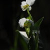닭의장풀(Commelina communis L.) : 별꽃