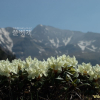 노랑만병초(Rhododendron aureum Georgi) : 벼루