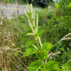 개모시풀(Boehmeria platanifolia Franch. & Sav.) : 무심거사