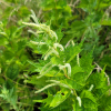 개모시풀(Boehmeria platanifolia Franch. & Sav.) : 무심거사