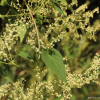 하수오(Reynoutria multiflora (Thunb.) Moldenke) : 산들꽃