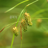 왕비늘사초(Carex maximowiczii Miq.) : 청암