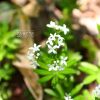 선갈퀴(Galium odoratum (L.) Scop.) : 산들꽃