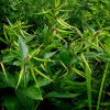 선백미꽃(Cynanchum inamoenum (Maxim.) Loes. ex Gilg & Loes.) : 산들꽃