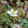 들바람꽃(Anemone amurensis (Korsh.) Kom.) : 통통배