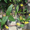 새팥(Vigna angularis (Willd.) Ohwi & H.Ohashi var. nipponensis (Ohwi) Ohwi & H.Ohashi) : 河志