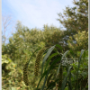 조(Setaria italica (L.) P.Beauv.) : 파랑새