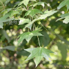 설탕단풍(Acer saccharum Marsh.) : 파랑새