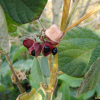 여우콩(Rhynchosia volubilis Lour.) : 통통배