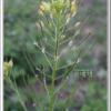 재쑥(Descurainia sophia (L.) Webb ex Prantl) : 박용석nerd