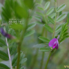 살갈퀴(Vicia sativa L.) : 추풍