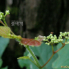 털개머루(Ampelopsis glandulosa (Wall.) Momiy.) : 塞翁之馬