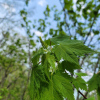 부게꽃나무(Acer ukurunduense Trautv. & C.A.Mey.) : 통통배