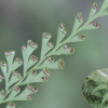 바위고사리(Odontosoria chinensis (L.) J.Sm.) : 별꽃