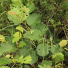 물오리나무(Alnus incana (L.) Moench subsp. hirsuta (Turcz. ex Spach) ?.L?ve & D.L?ve) : 설뫼*