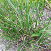 큰김의털(Festuca arundinacea Schreb.) : 별꽃