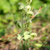 백부자(Aconitum coreanum (H.L?v.) Rapaics) : 꽃사랑