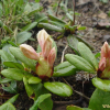 노랑만병초(Rhododendron aureum Georgi) : 통통배