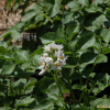 감자(Solanum tuberosum L.) : 새별