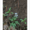 남산제비꽃(Viola albida var. chaerophylloides (Regel) F.Maek. ex Hara) : 가야