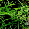 별날개골풀(Juncus diastrophanthus Buchenau) : 무심거사