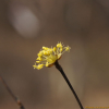 산수유(Cornus officinalis Siebold & Zucc.) : 꽃사랑