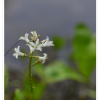 조름나물(Menyanthes trifoliata L.) : 바지랑대