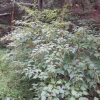 좀깨잎나무(Boehmeria spicata (Thunb.) Thunb.) : 들꽃사랑