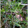 염주괴불주머니(Corydalis heterocarpa Siebold & Zucc.) : 능선따라