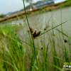 송이고랭이(Schoenoplectiella triangulata (Roxb.) J.Jung & H.K.Choi) : 산들꽃