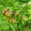 산해박(Cynanchum paniculatum (Bunge) Kitag. ex H.Hara) : 현촌
