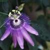 시계꽃(Passiflora caerulea L.) : 꽃사랑