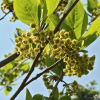 비목나무(Lindera erythrocarpa Makino) : habal