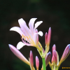 상사화(Lycoris squamigera Maxim.) : 산들꽃